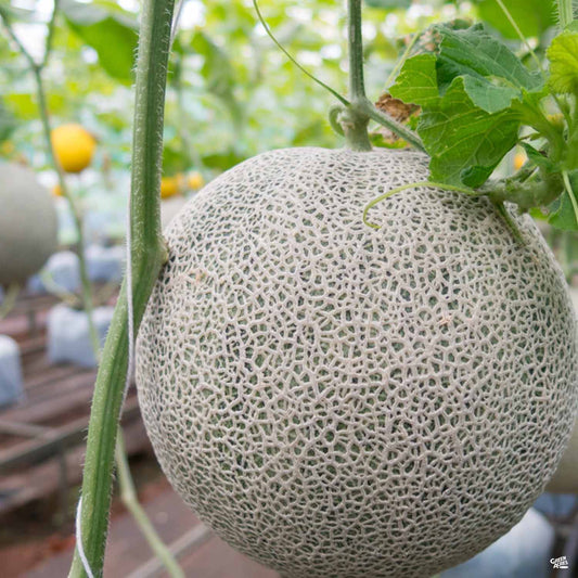 Melon 'Ball Hybrid Cantaloupe'