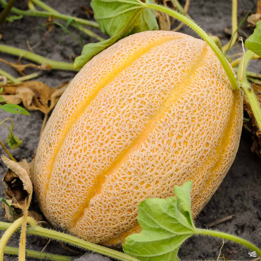 Melon 'Gold Star Cantaloupe'