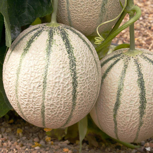 Melon 'Hale's Best Cantaloupe'
