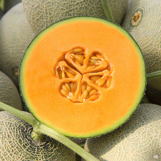 Melon 'Harper's Hybrid Cantaloupe'