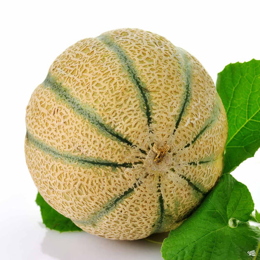 Melon 'Hearts of Gold Cantaloupe'