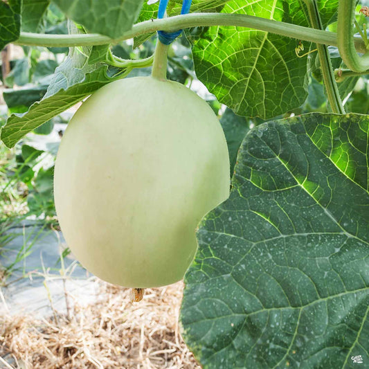 Melon 'Honeydew'