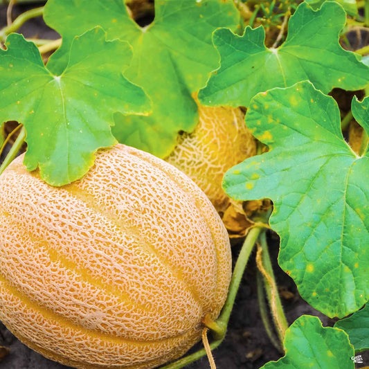 Melon 'Roadside Cantaloupe'