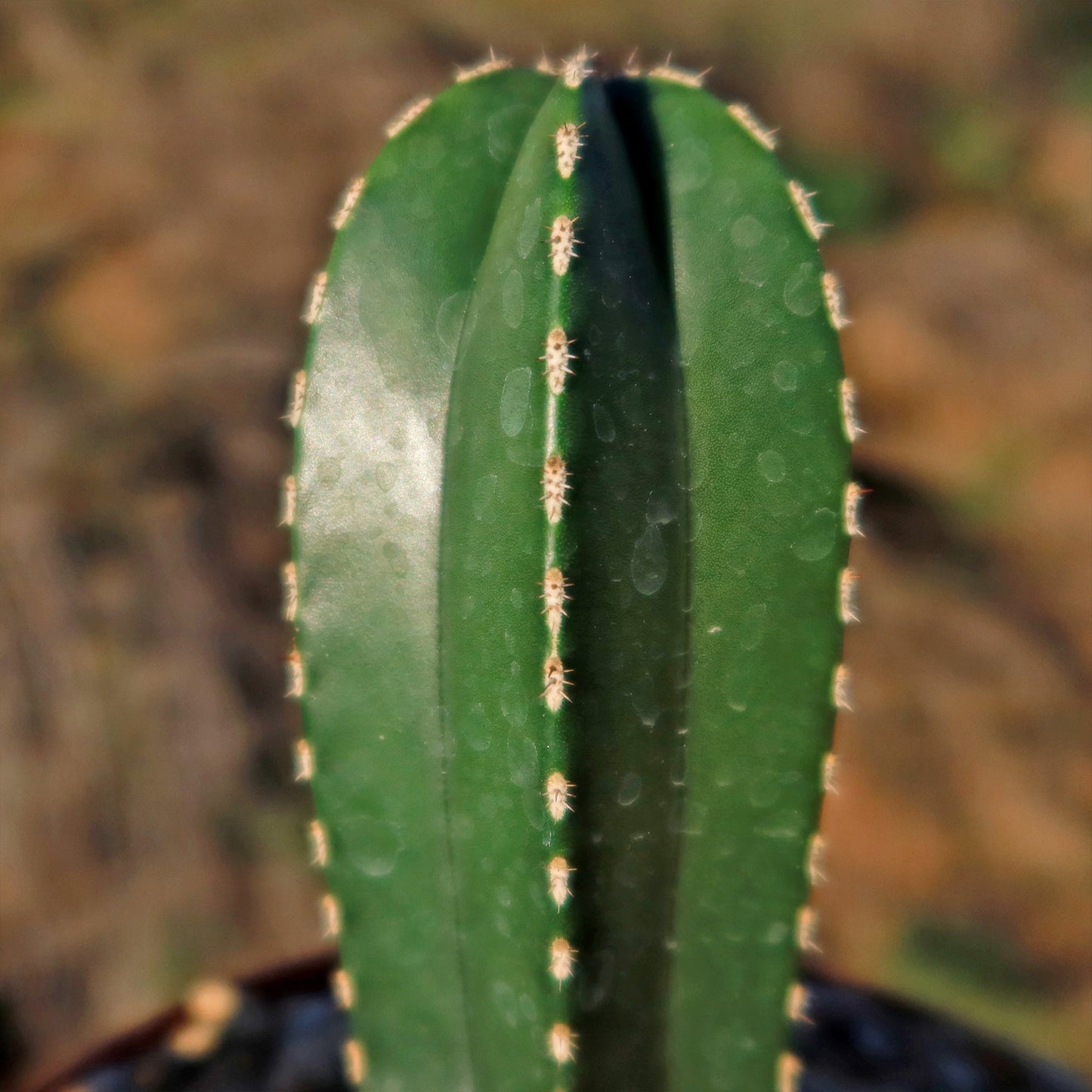 Mexican Fence Post Cactus 'Pachycereus marginatus'