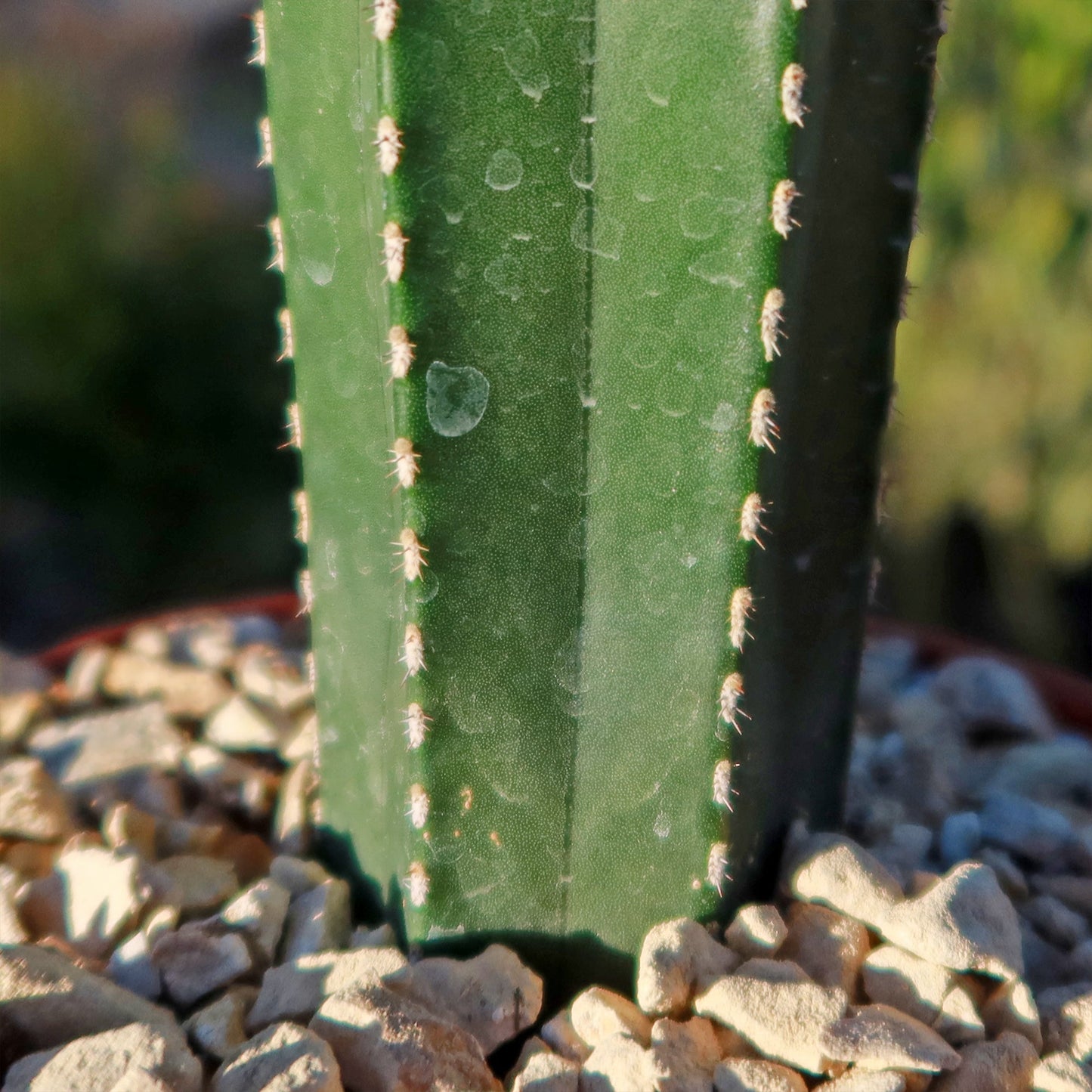 Mexican Fence Post Cactus 'Pachycereus marginatus'