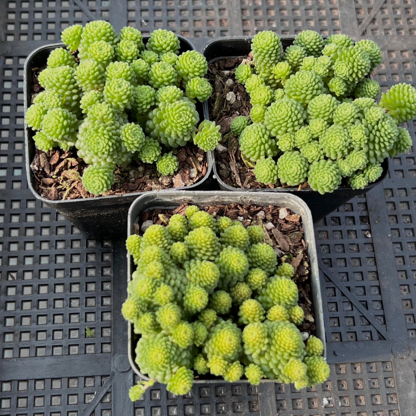 Monanthes polyphylla