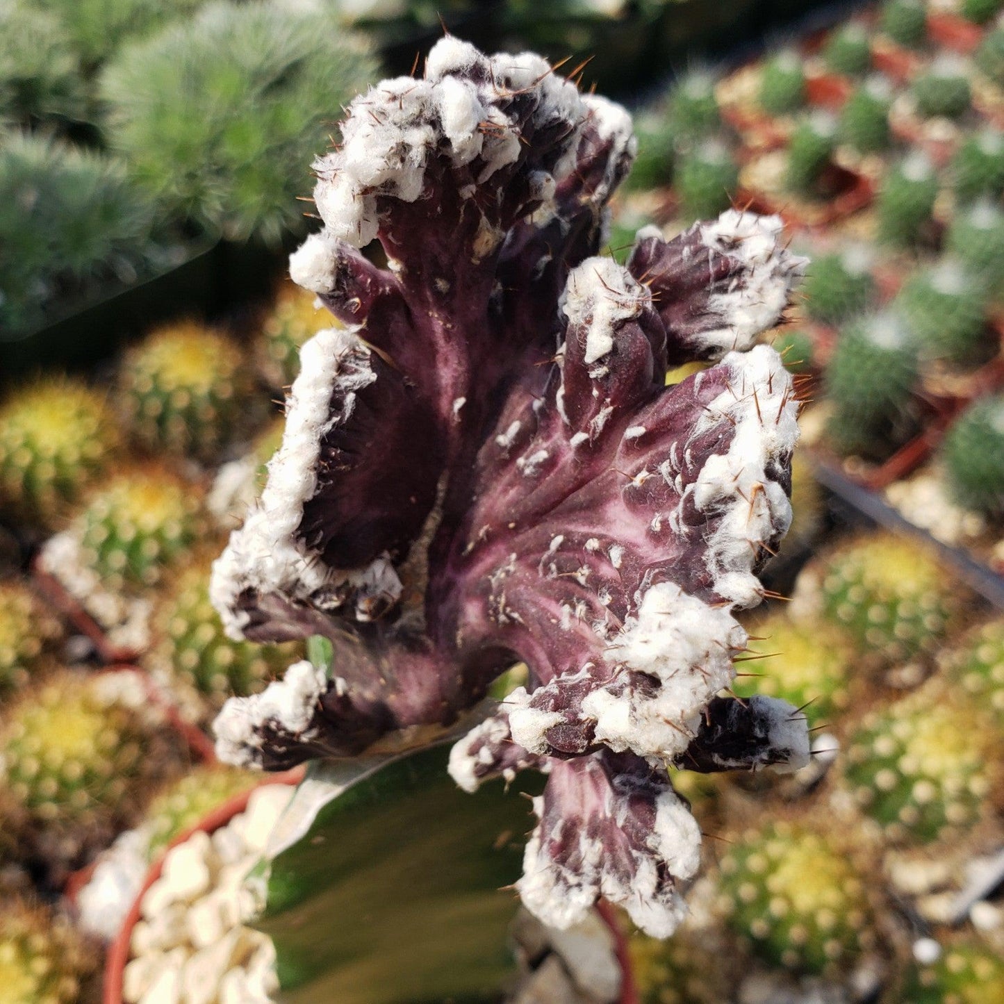 Monvilea spegazzini cristata grafted