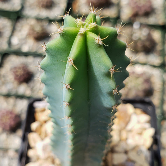 Myrtillocactus geometrizans elite