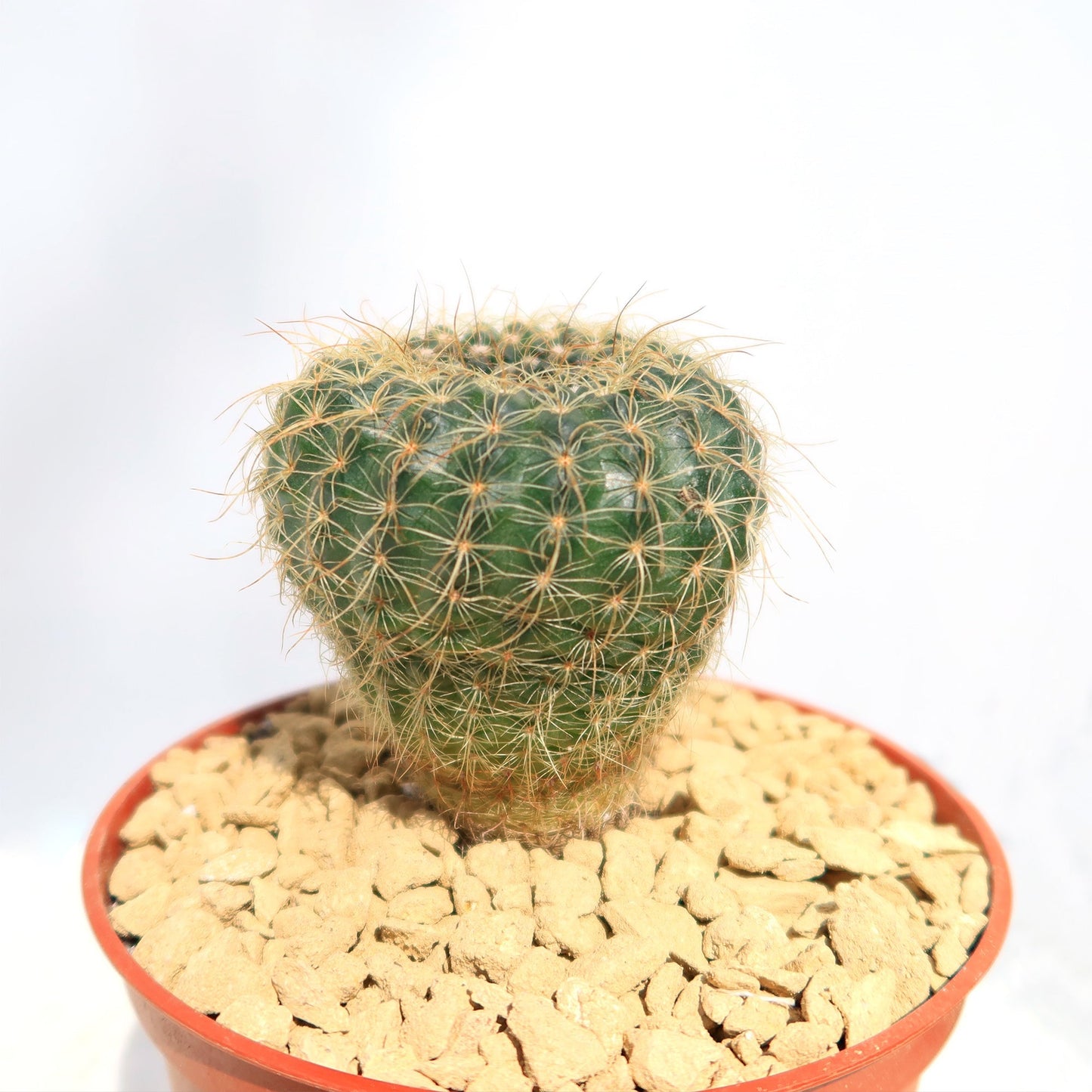 Notocactus apricus