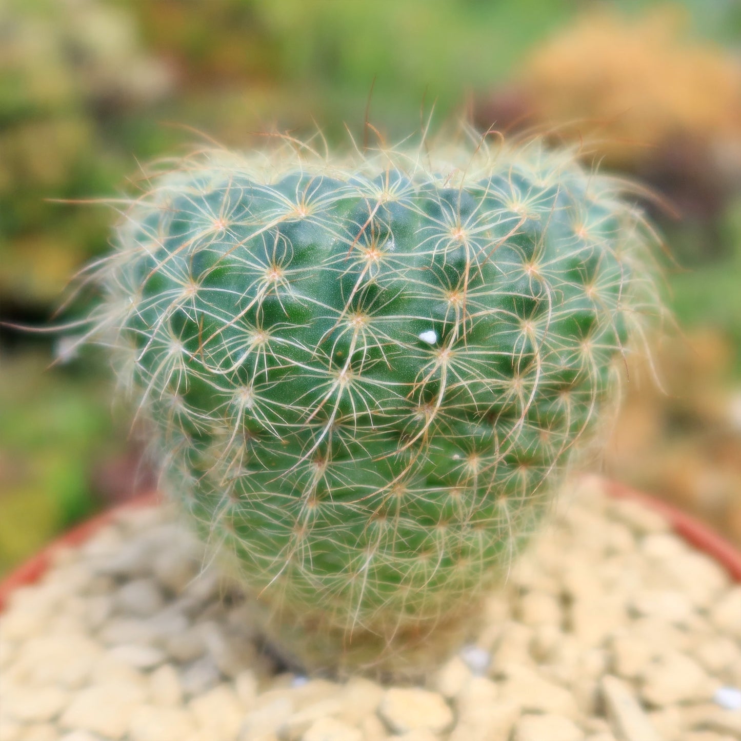 Notocactus apricus