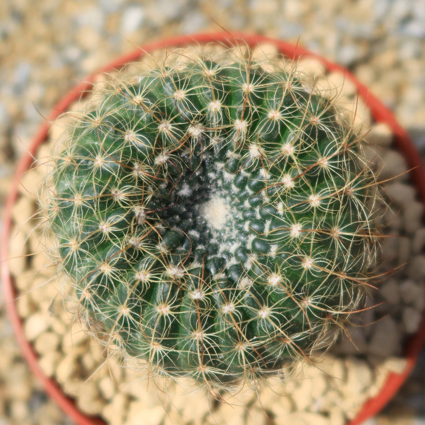Notocactus apricus