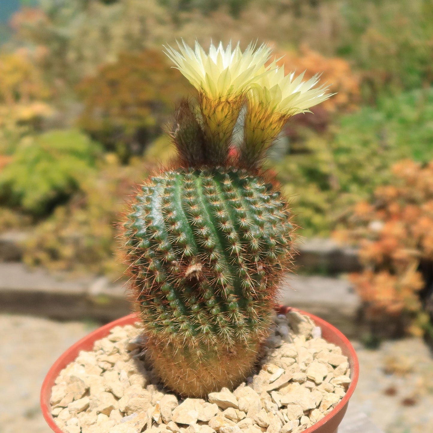 Notocactus werdermannianus