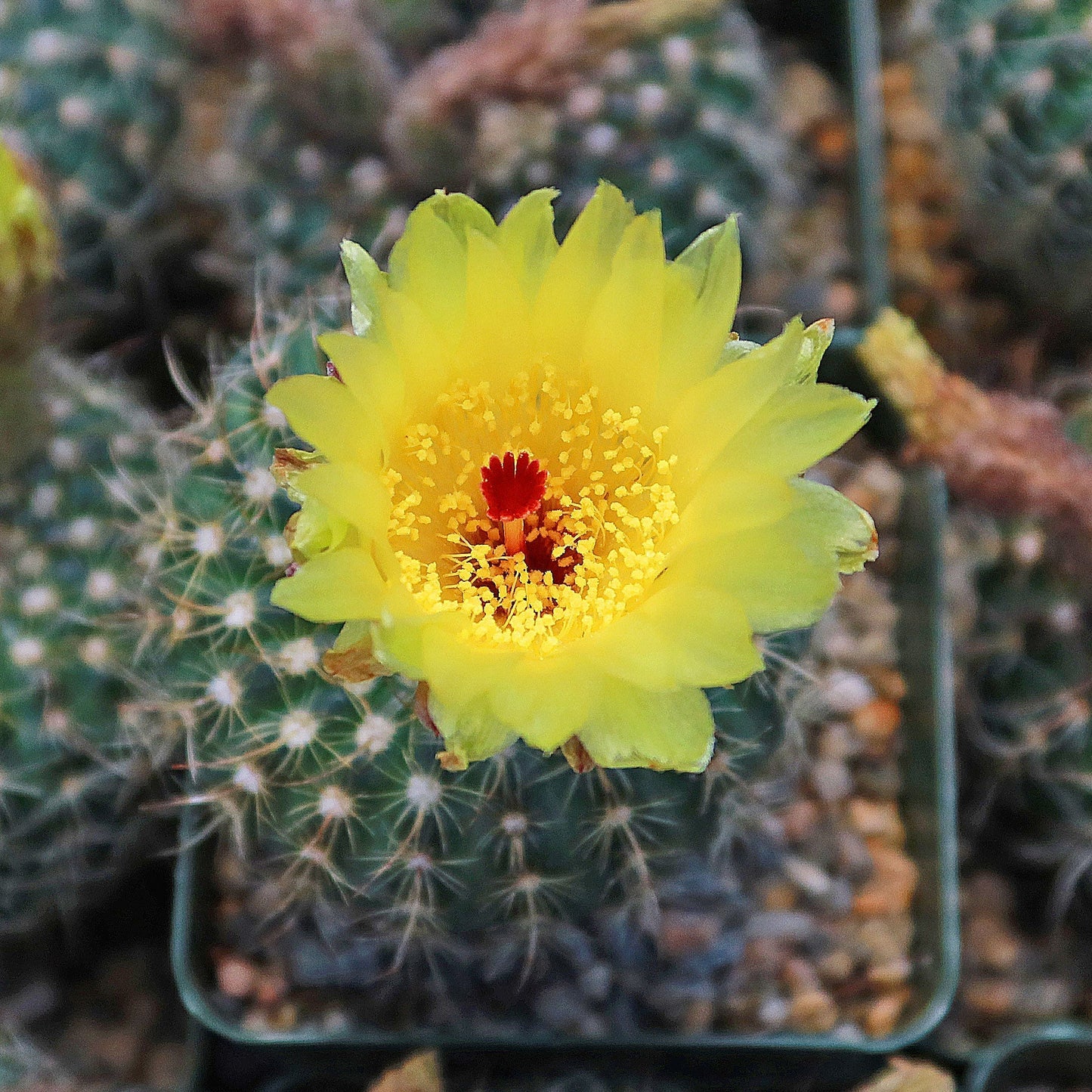 Notocactus apricus