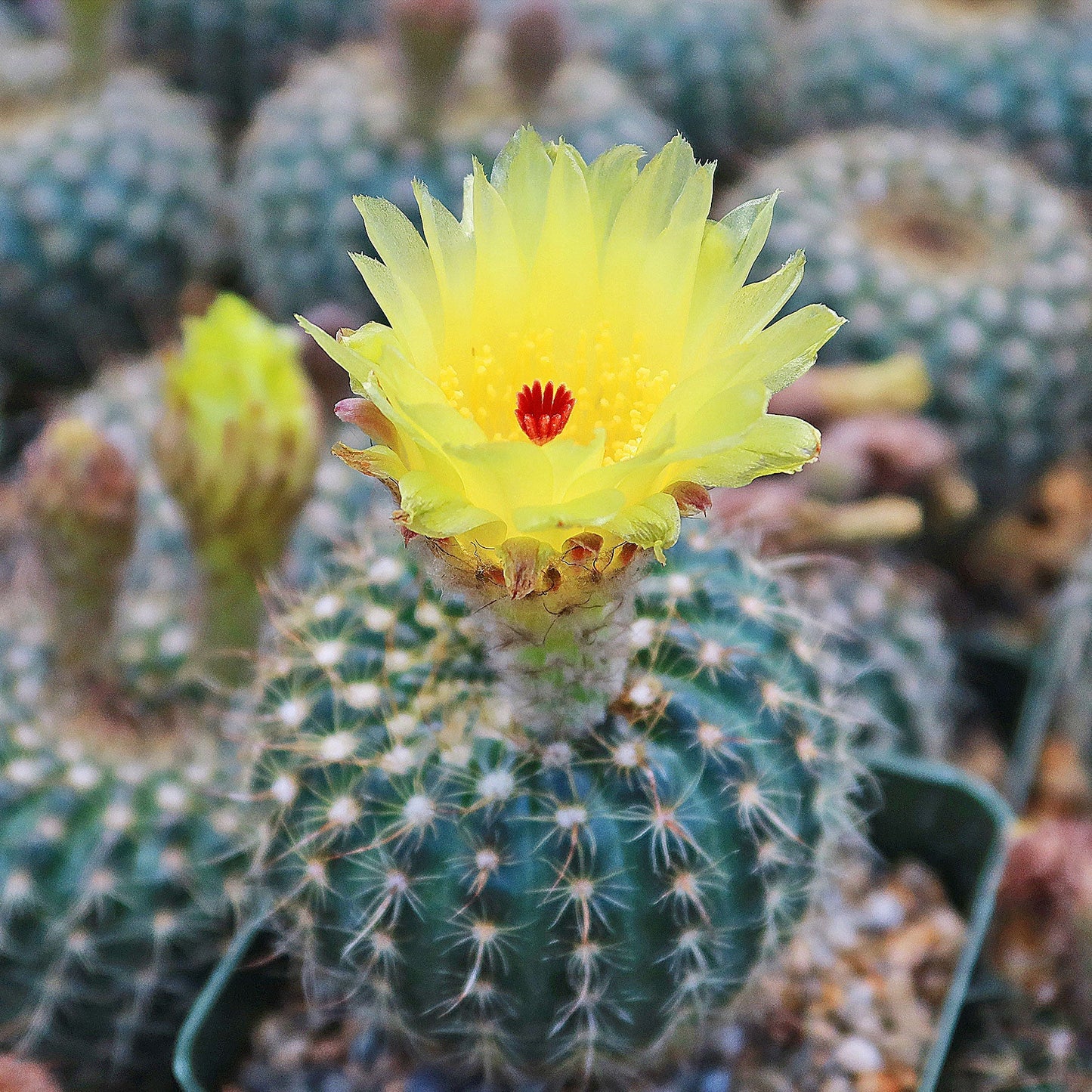 Notocactus apricus