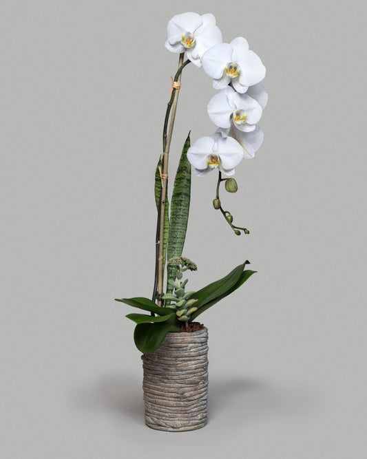 ARTHEN WHITE ORCHID