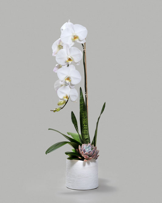 SINGLE WHITE ORCHID