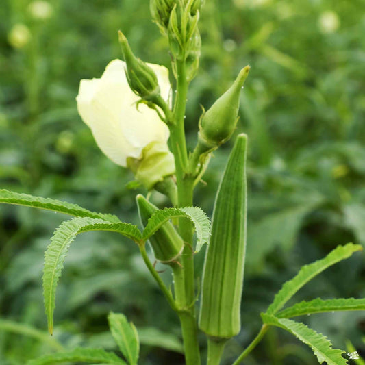 Okra 'Clemson Spineless'