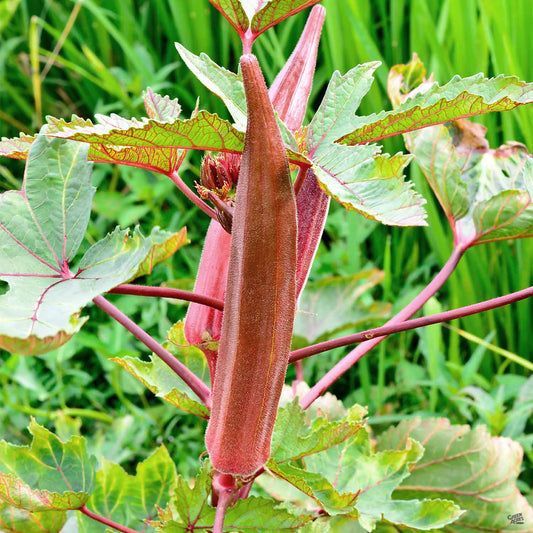 Okra 'Red Burgundy'