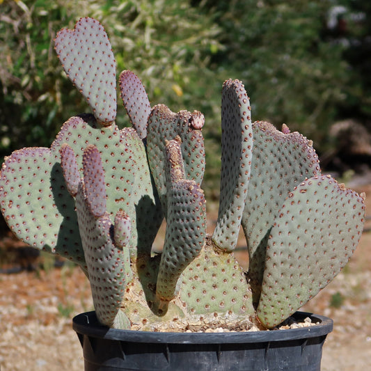 Beavertail Cactus 'Opuntia basilaris'