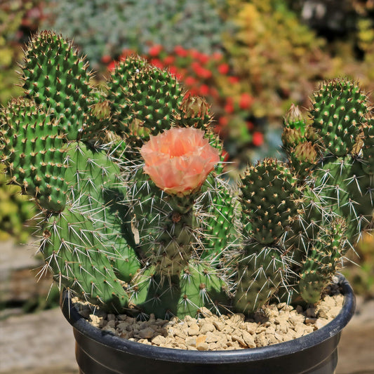Opuntia Grand Mesa Peach
