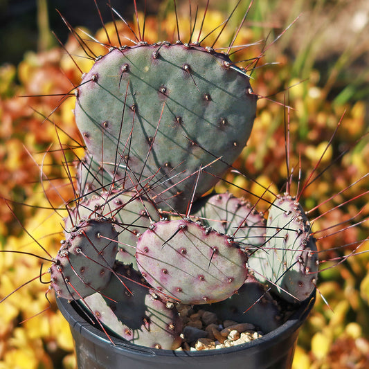 Opuntia 'Amethyst Wave'
