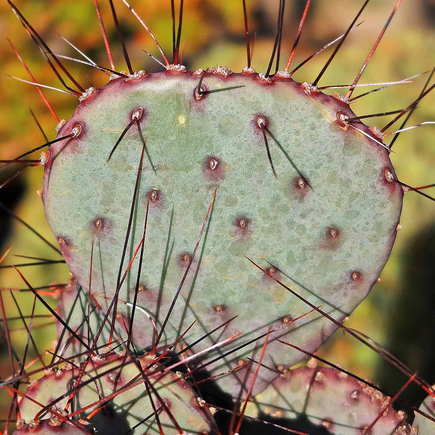 Opuntia 'Amethyst Wave'