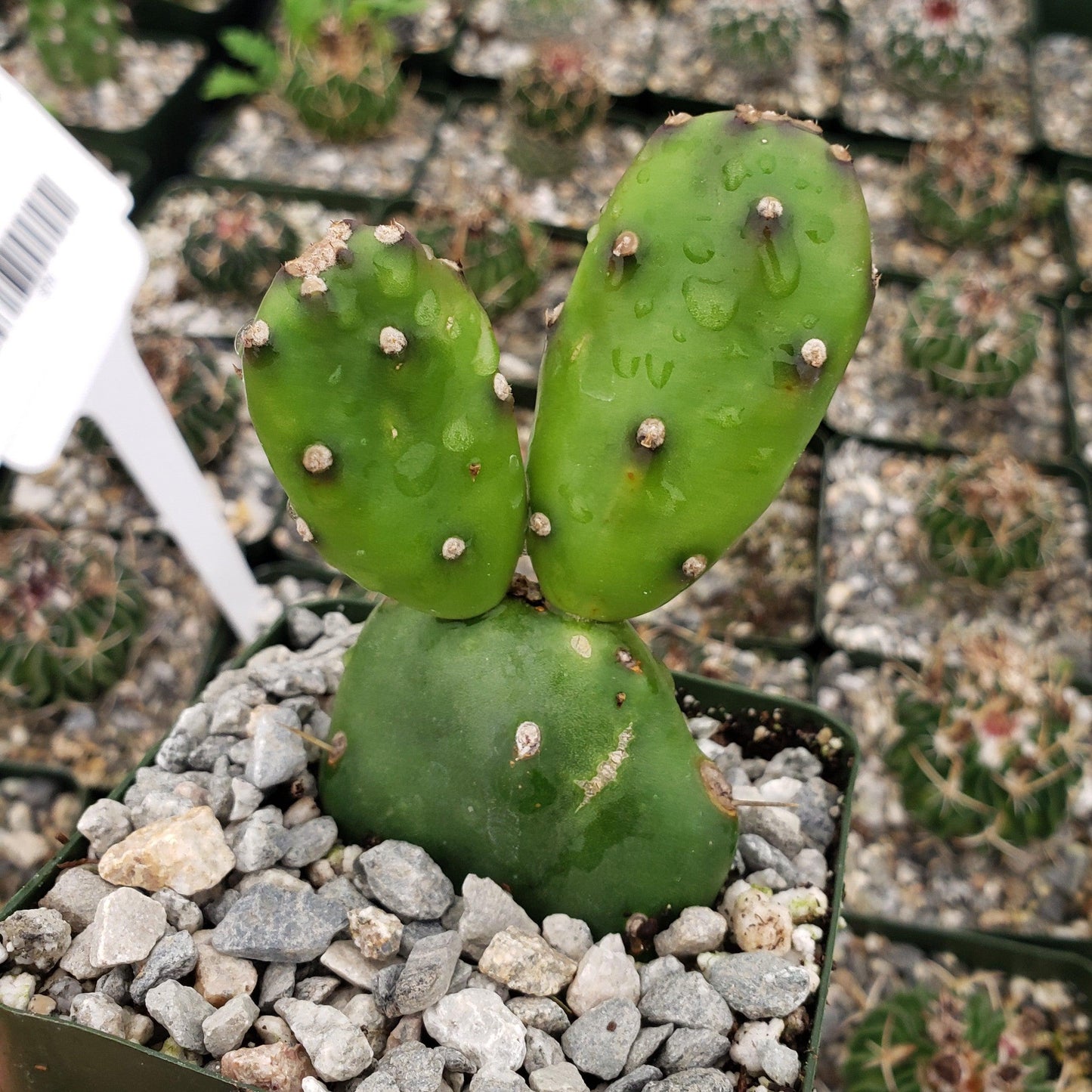 Opuntia canterae elata