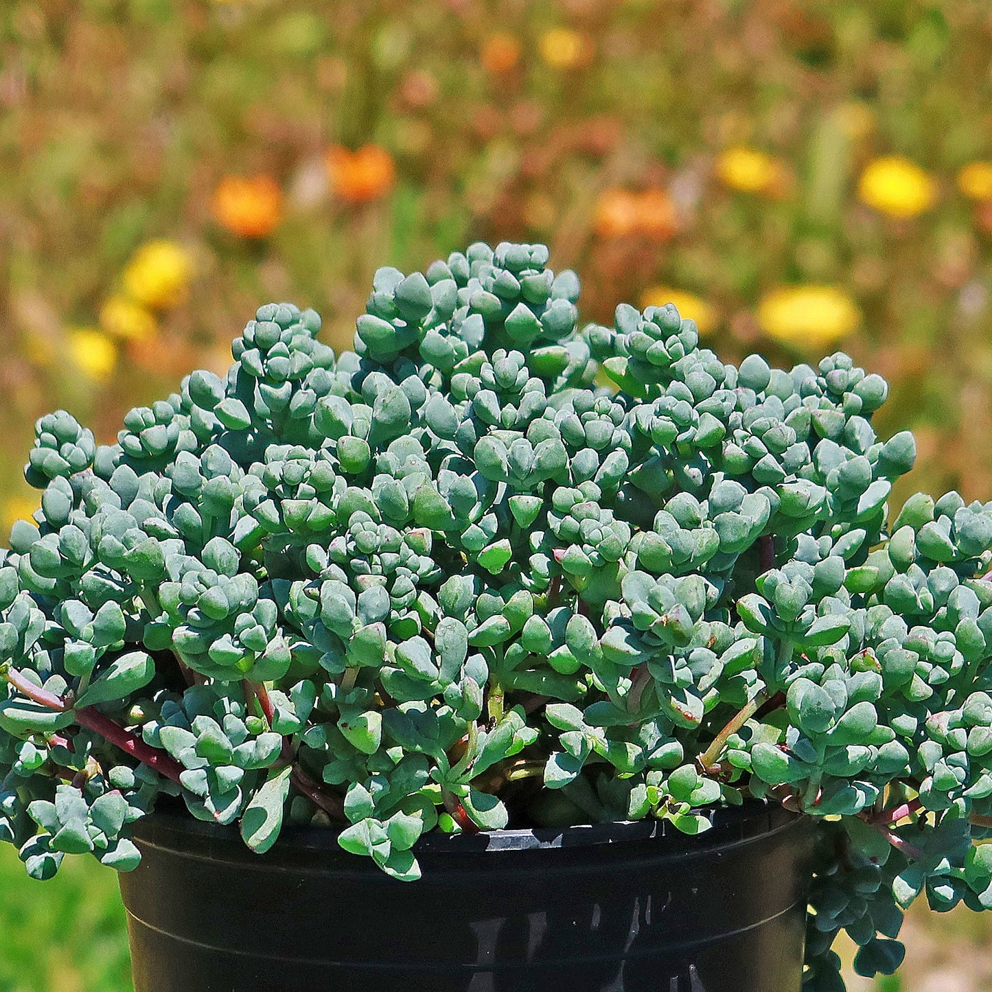 Pink Ice plant Succulent 'Oscularia deltoides'