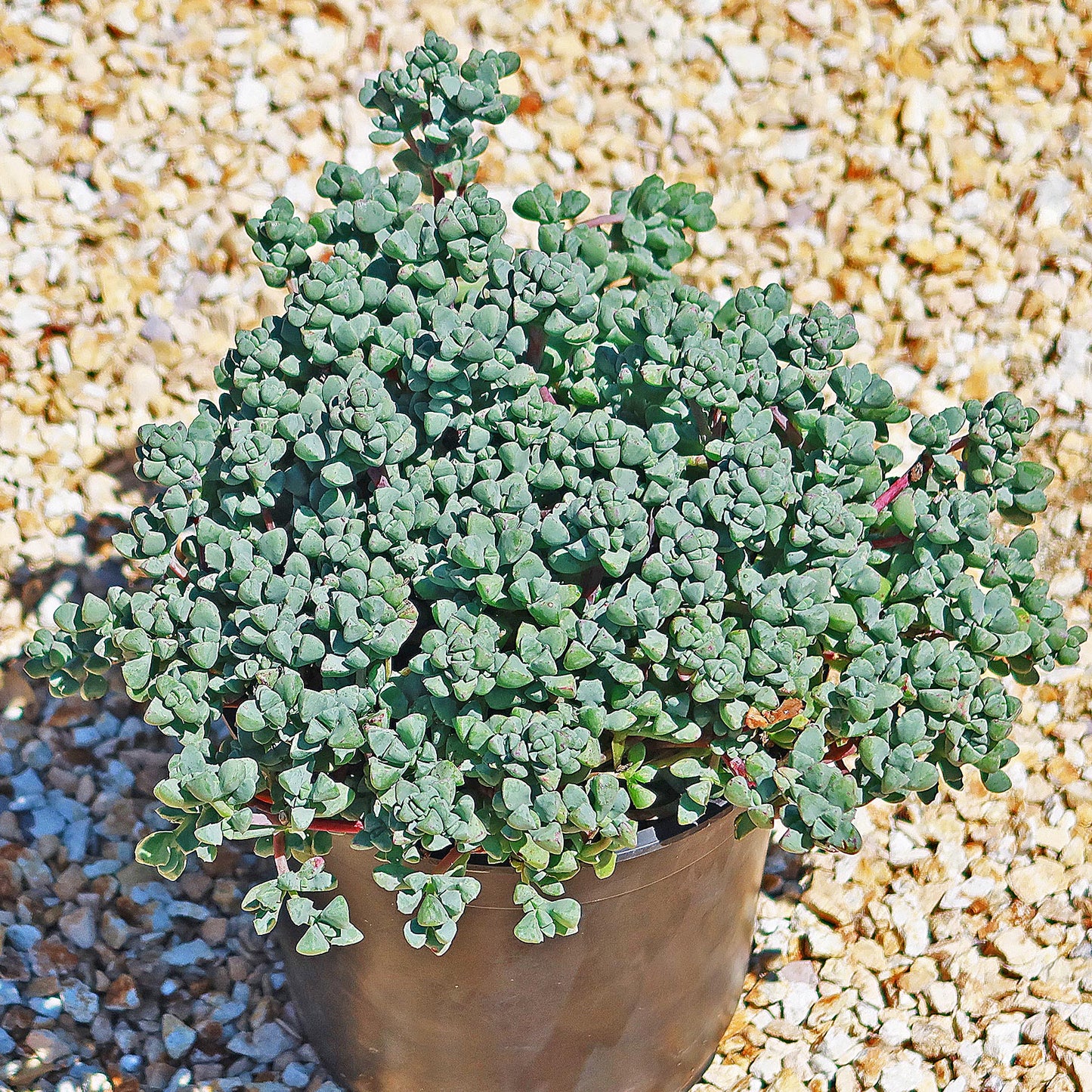 Pink Ice plant Succulent 'Oscularia deltoides'