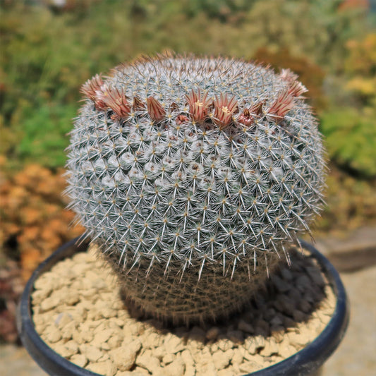 Owl Eye Cactus 'Mammillaria Parkinsonii'