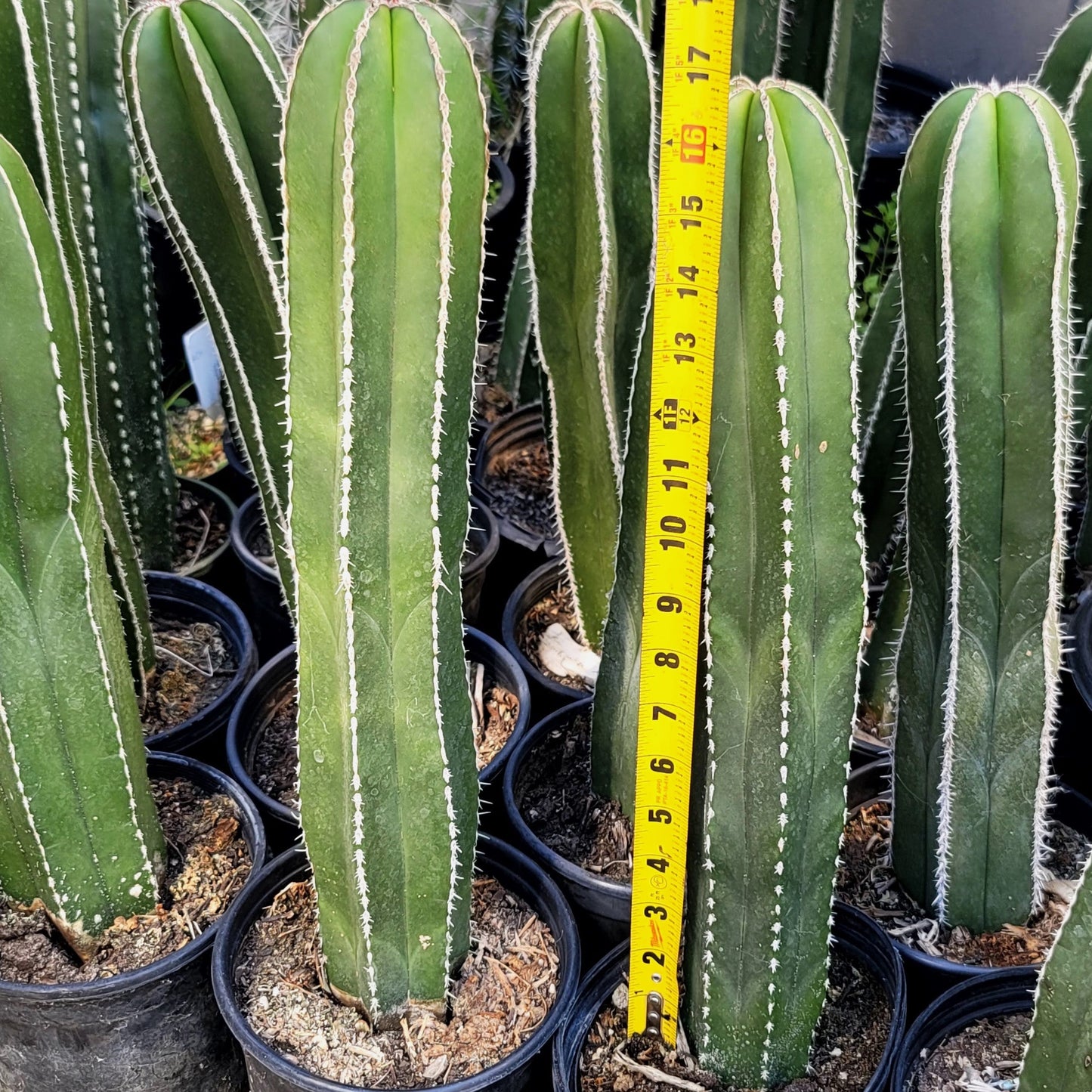 Mexican Fence Post Cactus 'Pachycereus marginatus'