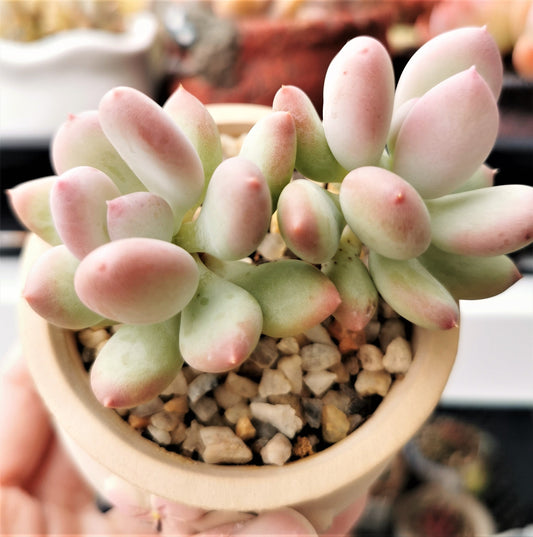 Pachyphytum oviferum mikadukibijin
