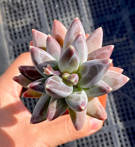 Pachythytum compactum