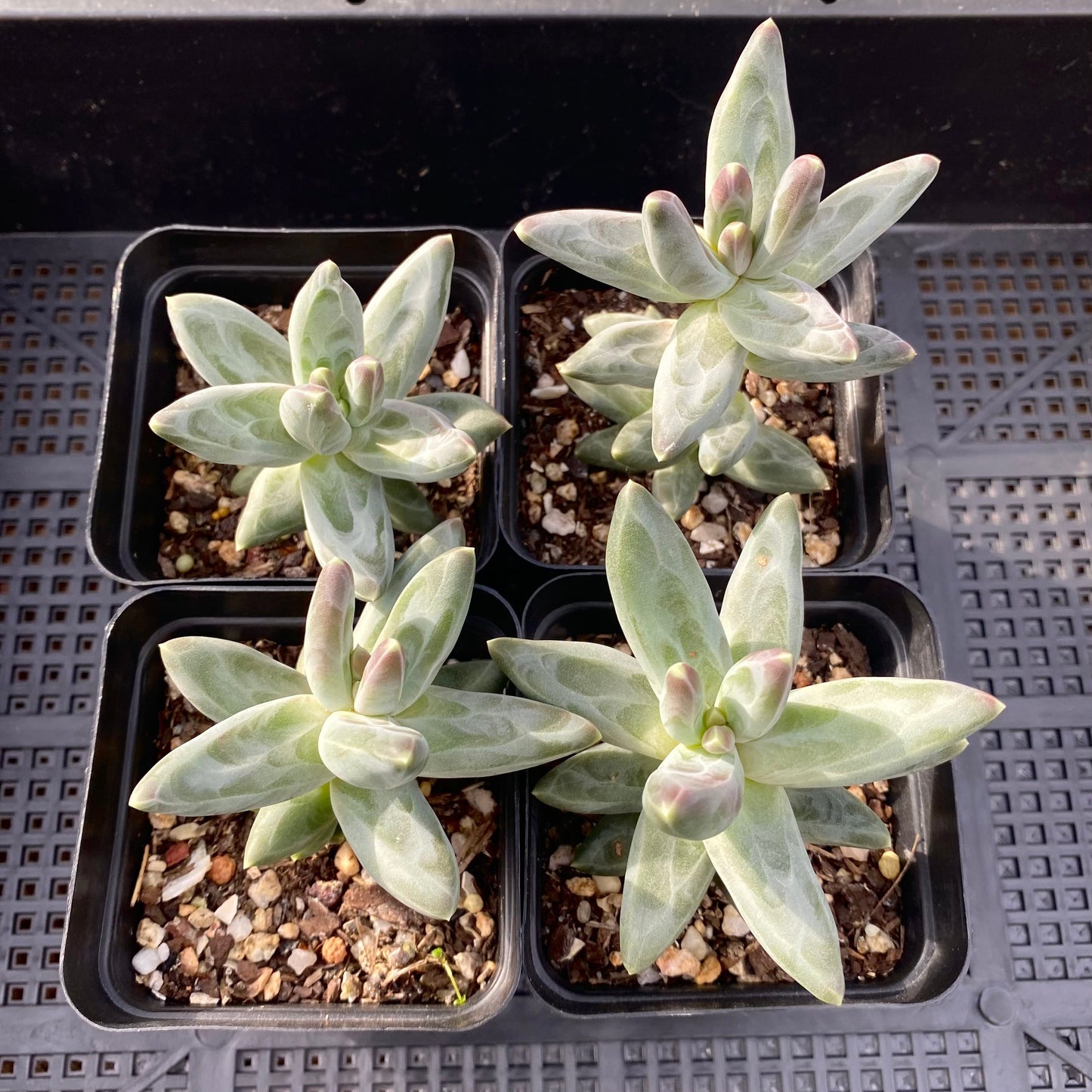 Pachythytum compactum