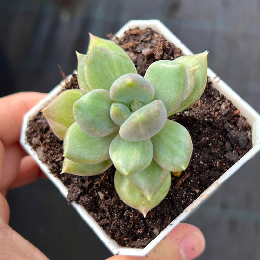 Pachyveria Rough monstrose