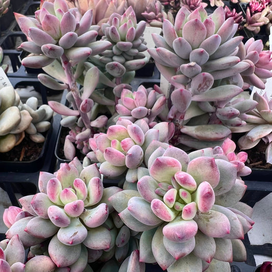 Pachyveria Vigro monstrose