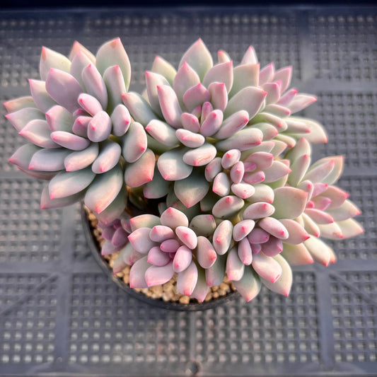 Pachyveria vigro