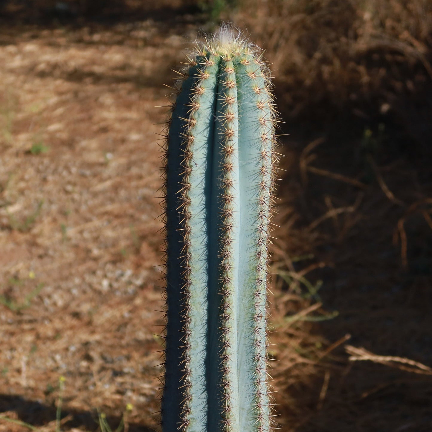Brazilian Blue Cactus - Blue Columnar Cactus 'Pilosocereus azureus'