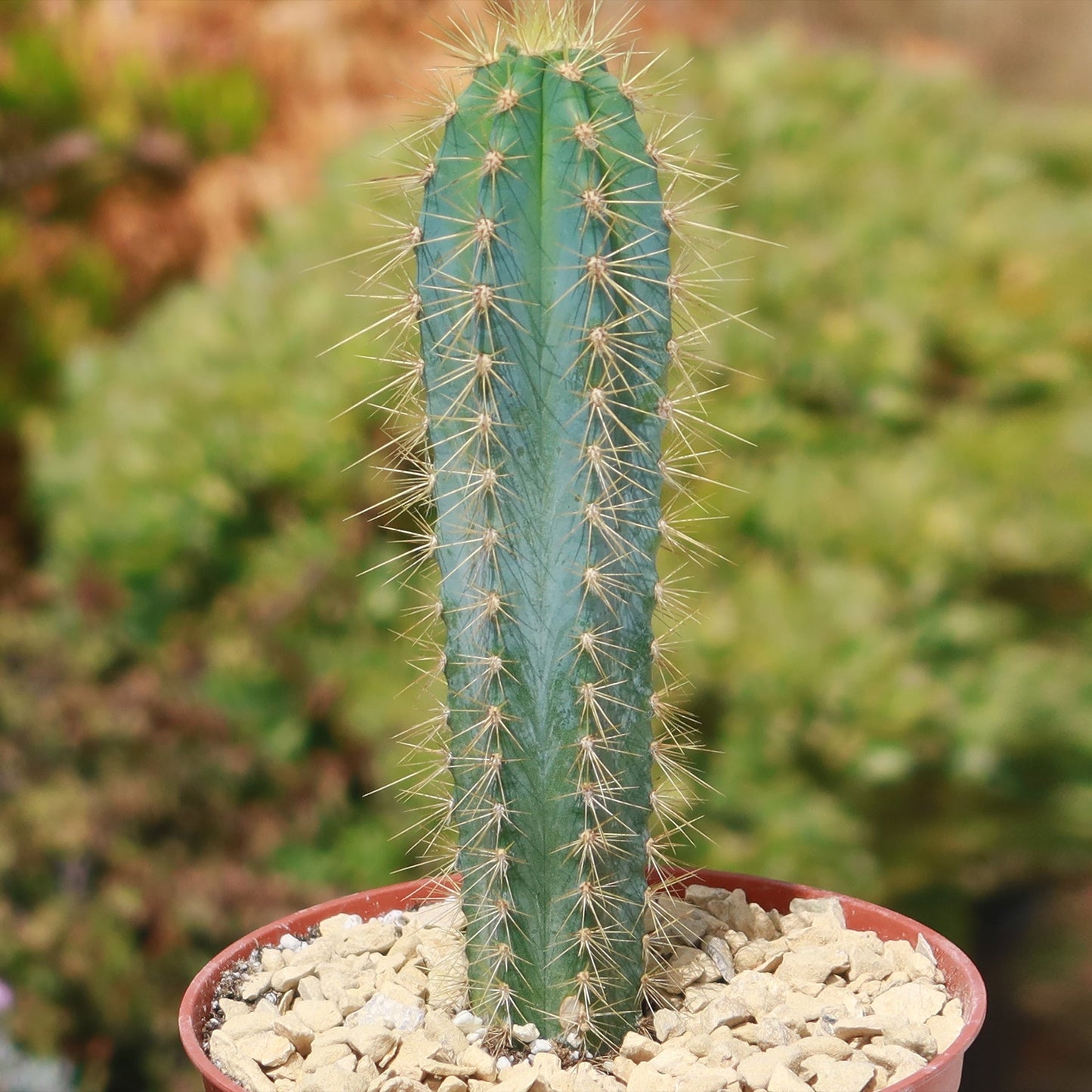 Brazilian Blue Cactus - Blue Columnar Cactus 'Pilosocereus azureus'
