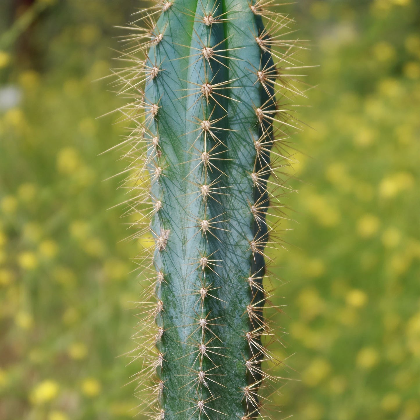 Brazilian Blue Cactus - Blue Columnar Cactus 'Pilosocereus azureus'