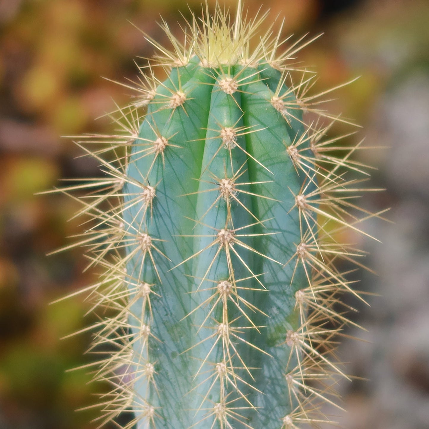 Brazilian Blue Cactus - Blue Columnar Cactus 'Pilosocereus azureus'