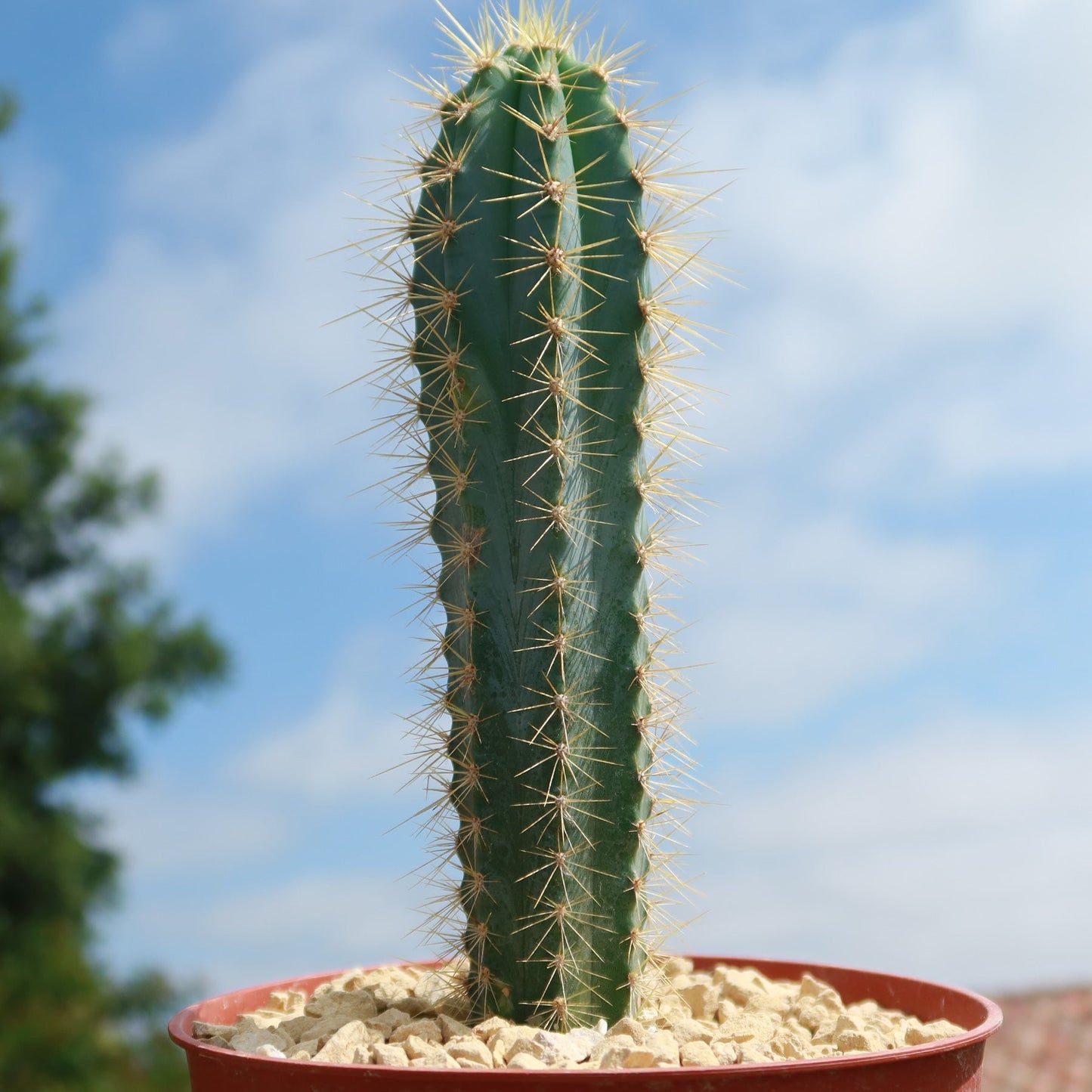 Brazilian Blue Cactus - Blue Columnar Cactus 'Pilosocereus azureus'