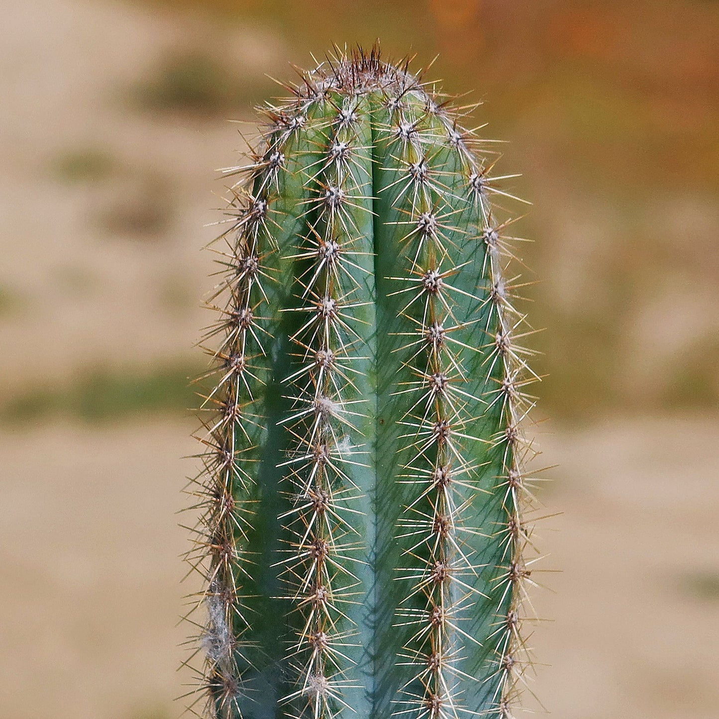Brazilian Blue Cactus - Blue Columnar Cactus 'Pilosocereus azureus'