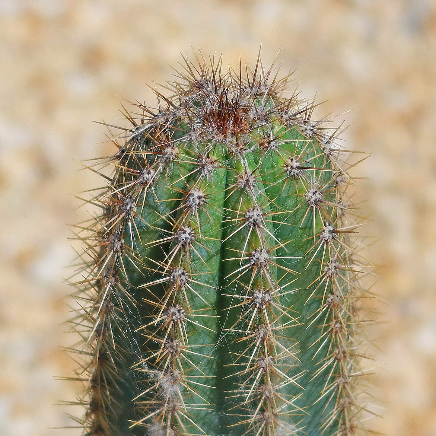 Brazilian Blue Cactus - Blue Columnar Cactus 'Pilosocereus azureus'