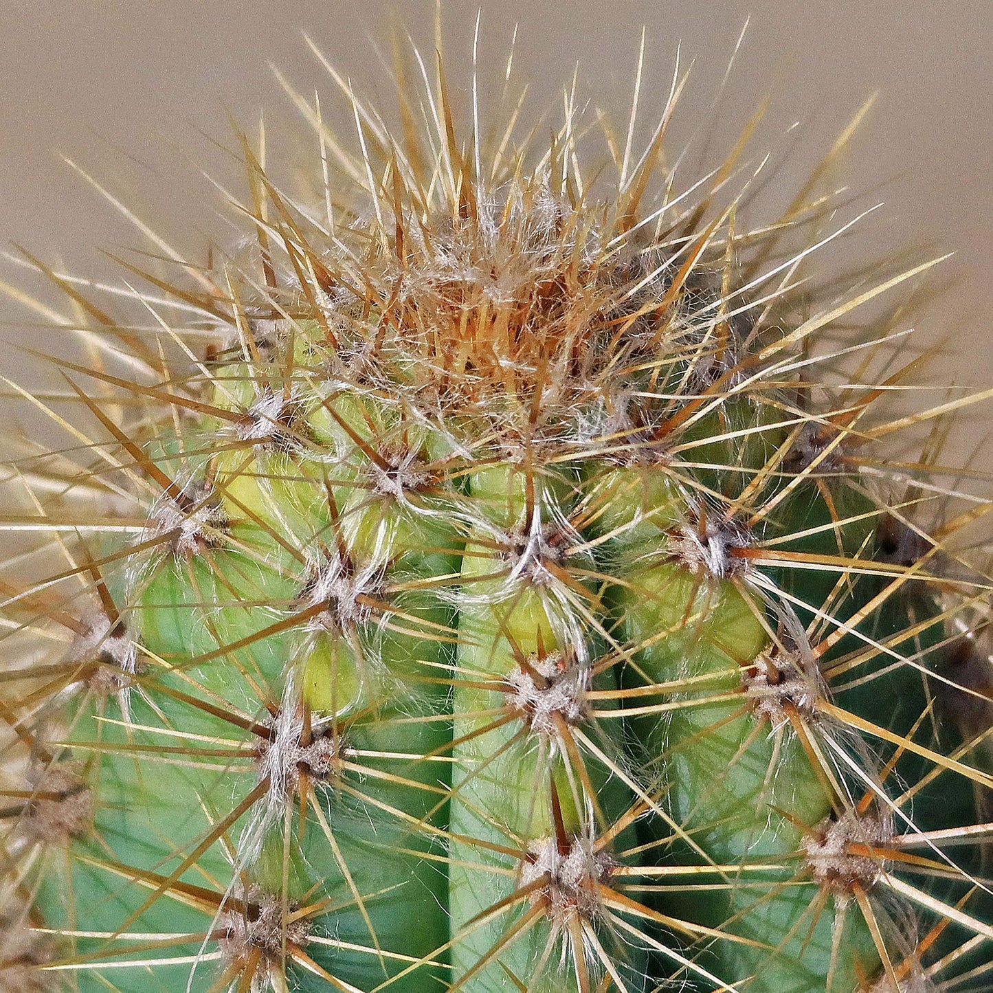 Brazilian Blue Cactus - Blue Columnar Cactus 'Pilosocereus azureus'