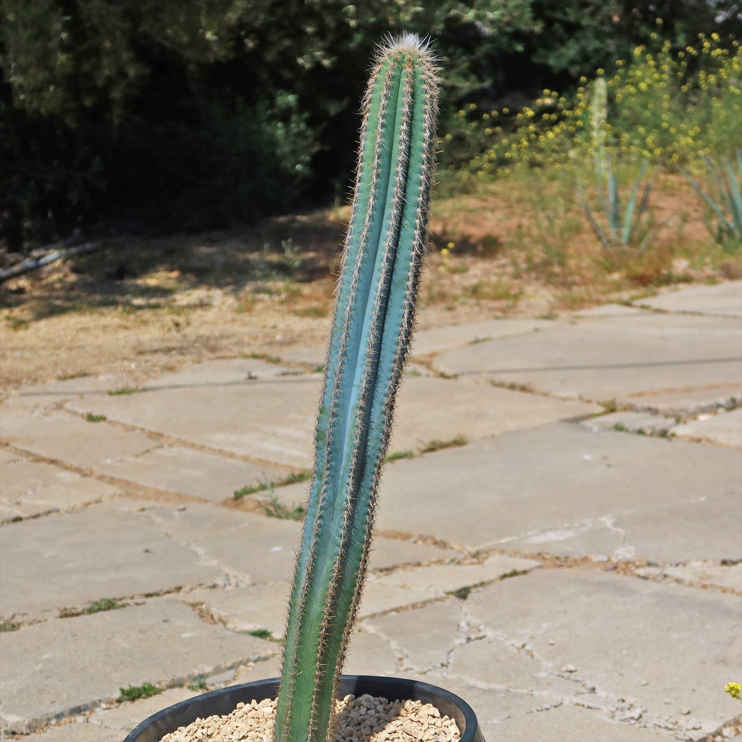 Brazilian Blue Cactus - Blue Columnar Cactus 'Pilosocereus azureus'
