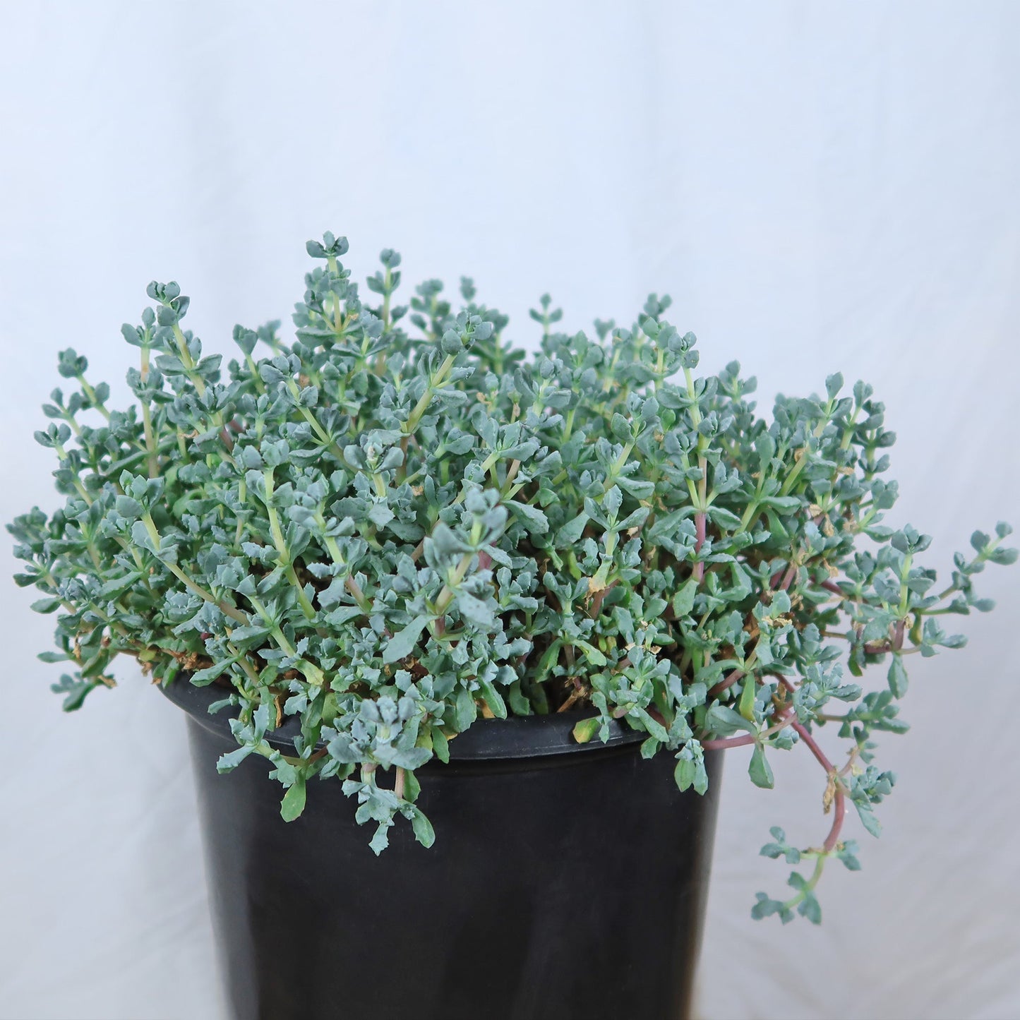Pink Ice plant Succulent 'Oscularia deltoides'