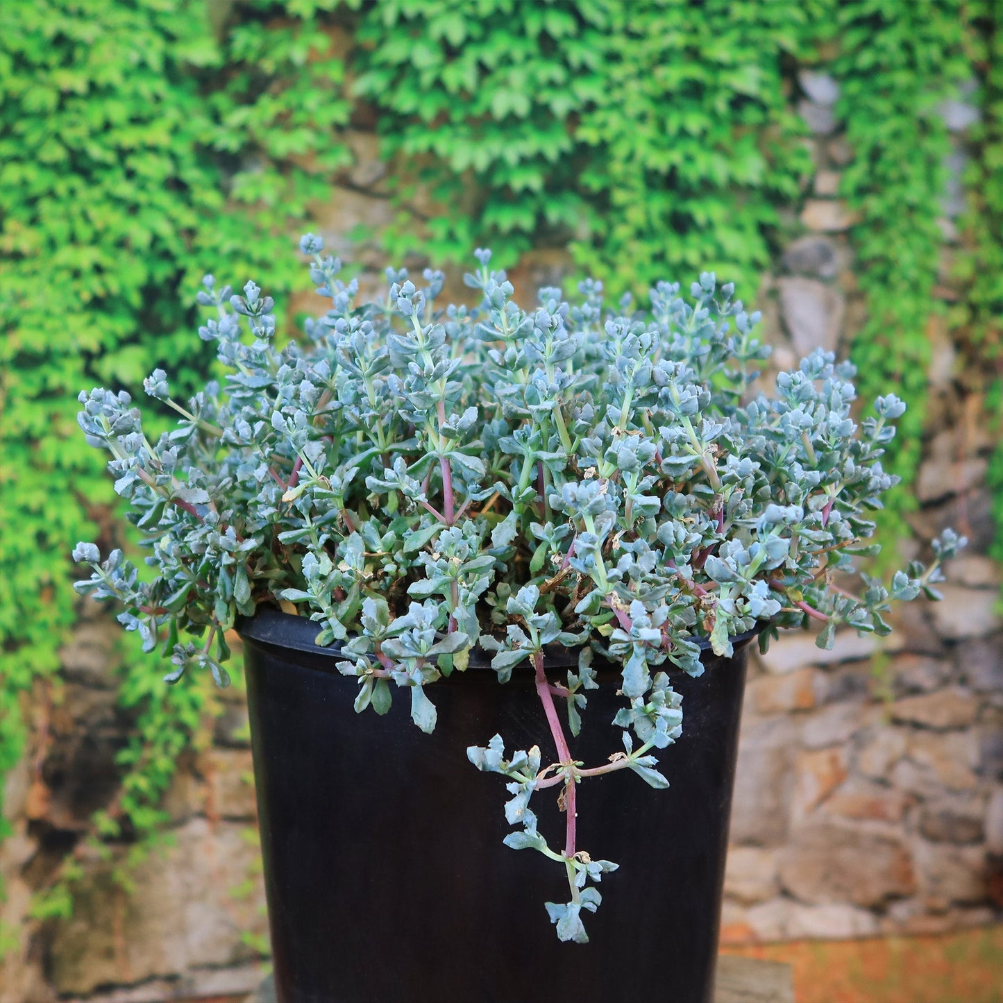 Pink Ice plant Succulent 'Oscularia deltoides'