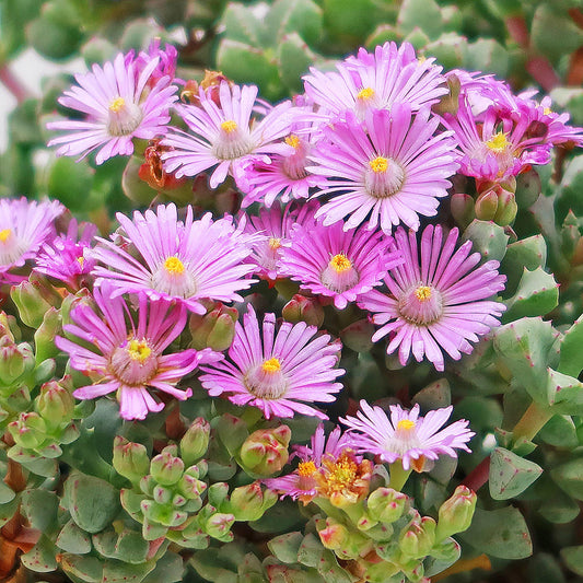 Pink Ice plant Succulent 'Oscularia deltoides'