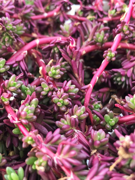 Portulaca gilliesii (10 x CUTTINGS)